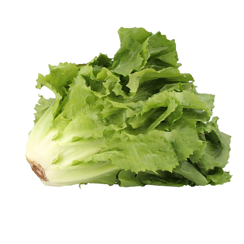 xà lách carol